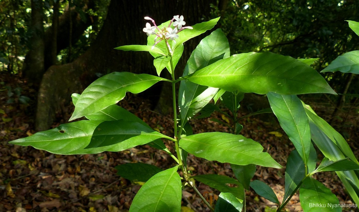 Rauvolfia serpentina (L.) Benth. ex Kurz